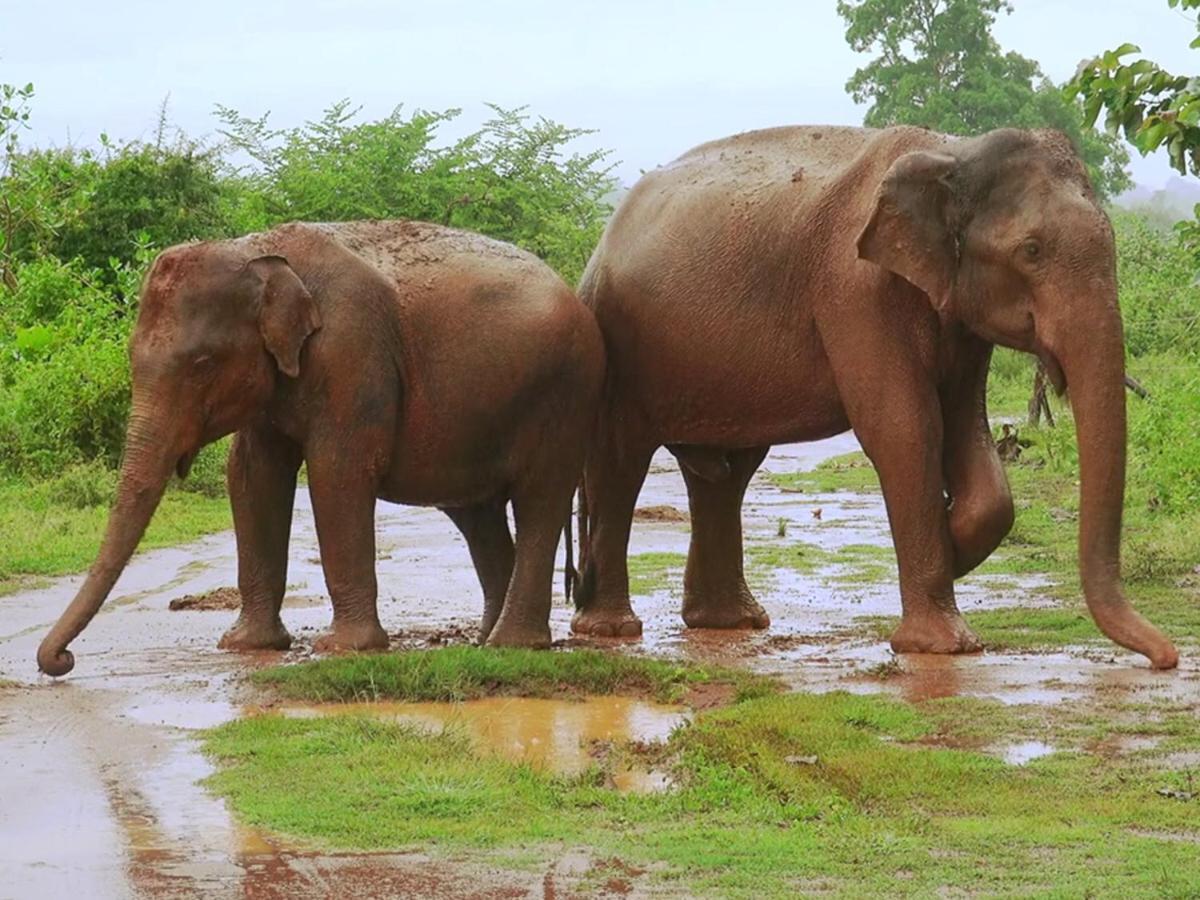 Travellers Halt Hotell Ratnapura Eksteriør bilde